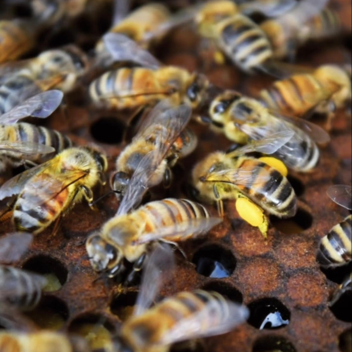 Abeilles dans la ruche au coeur de la production de miel biologique au Rucher des Framboisiers