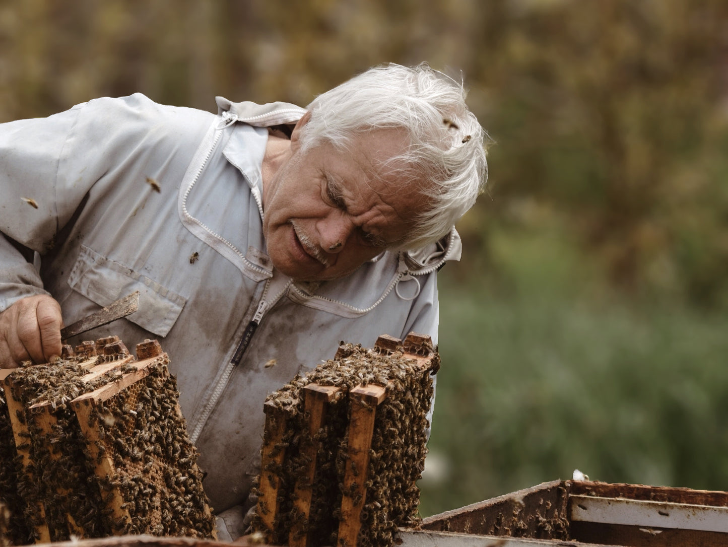 John Forest apiculteur du Québec travaillant avec ses abeilles dans ses ruches en Gaspésie